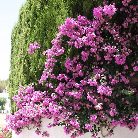 Daire Calamora-moraira *